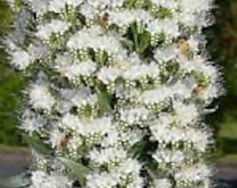 50+ White Echium Flower Seeds / Reseeding Annual / Deer Resistant
