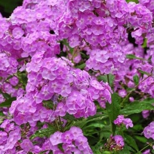 Puede incluir: Primer plano de vibrantes flores de phlox rosa en plena floración. Las flores están agrupadas, creando una apariencia densa y texturizada. Las hojas verdes proporcionan un telón de fondo contrastante a las brillantes flores. La imagen muestra la belleza de la naturaleza.