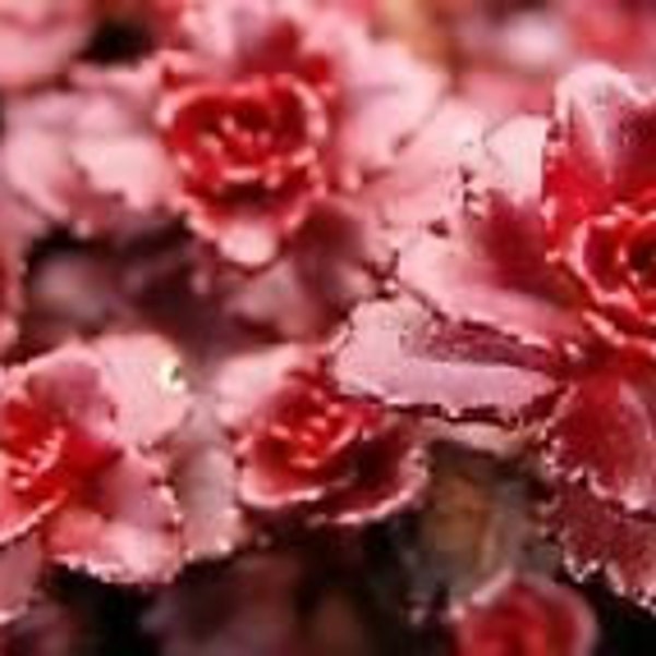 50+ SEDUM DRAGON'S BLOOD Flower Seeds / Dark Red / Drought Tolerant Perennial