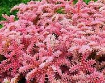 50+ SEDUM SEASTAR Perennial Flower Seeds