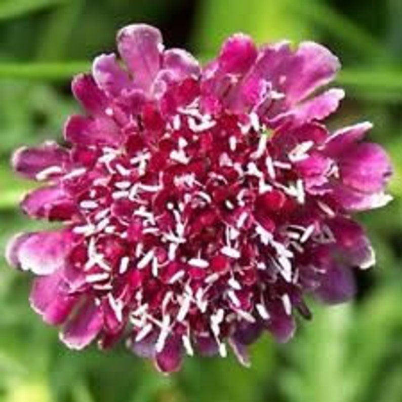 25 Rosecolor Scabiosa Pincushion Flower Seeds / Perennial Etsy