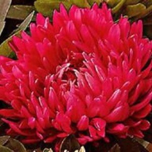 May include: A close-up of a vibrant, fully bloomed red aster flower. The flower has numerous, tightly packed petals, creating a dense, textured appearance. Dark green leaves provide a contrasting backdrop to the bright red petals. The flower is in full bloom.