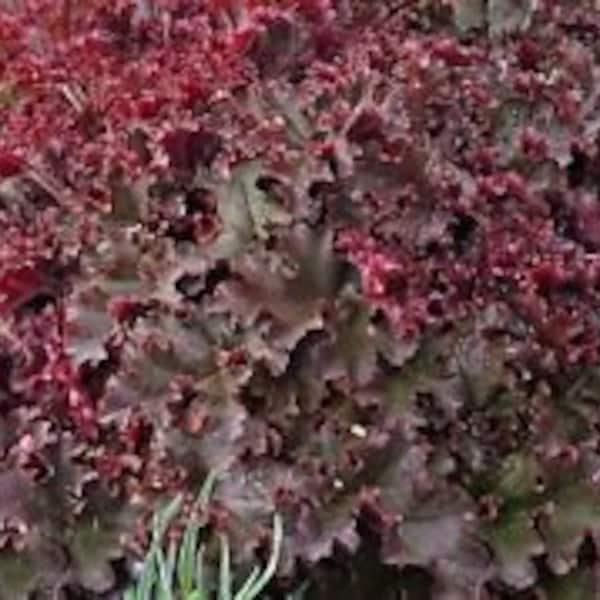 30+ MELTING FIRE HEUCHERA Ground Cover Seeds / Deer Resistant Perennial