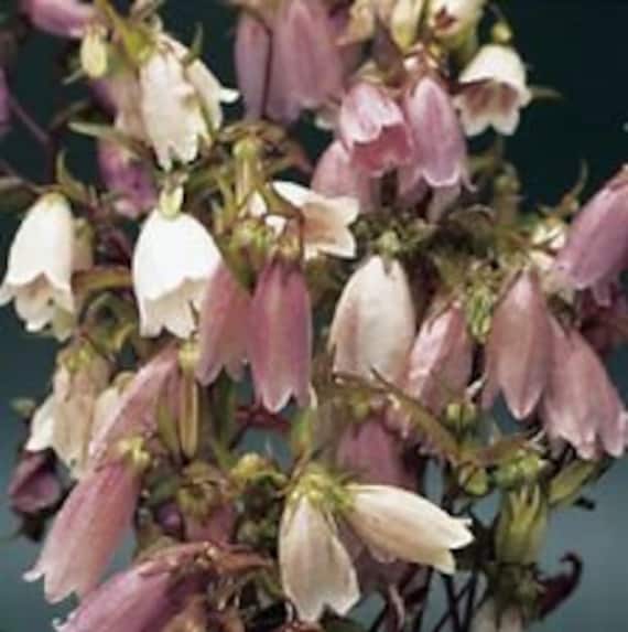 40+ Erbstck Campanula Takesimana Canterbury Glckchen Blume Samen  /Geschenk - Etsy Schweiz