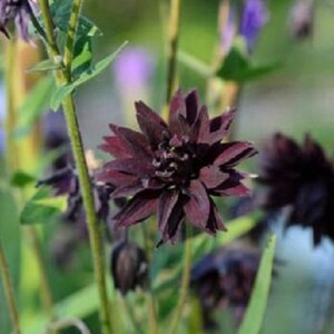 Puede incluir: Primer plano de una flor de color púrpura oscuro con múltiples pétalos, rodeada de tallos y hojas verdes. La flor tiene una estructura compleja y un color profundo y rico. El fondo borroso sugiere un entorno natural, mostrando la belleza de la naturaleza.