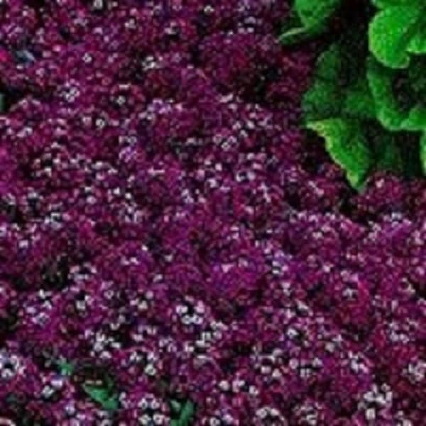 60+ Maroon Alyssum / Sweet Fragrant Perennial Flower Seeds