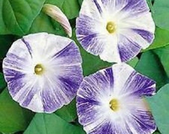 25+ Flying Saucers Morning Glory Ipomoea Flower Seeds / Self-Seeding Annual