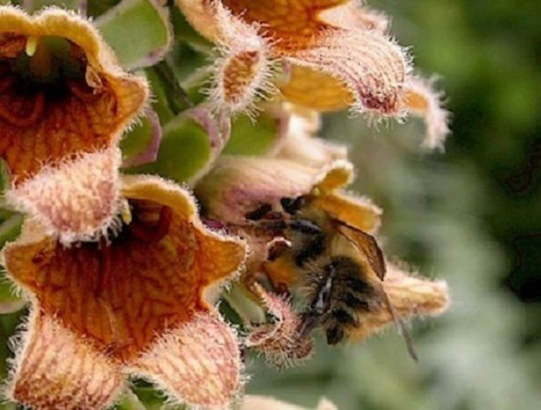 50 Ferrugiena Foxglove Digitalis / Deer Resistant / Perennial Flower