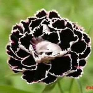 20+ Black / White Carnation Flower Seeds / Perennial      *