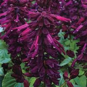 40+ BURGANDY SALVIA Flower Seeds Perennial , Drought Tolerant Sage