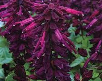 40+ BURGANDY SALVIA Flower Seeds Perennial , Drought Tolerant Sage