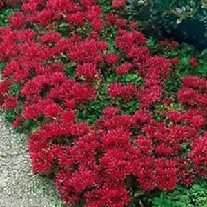 50+ Cherry Red Summer Glory Sedum / Perennial Flower Seeds / DEER RESISTANT