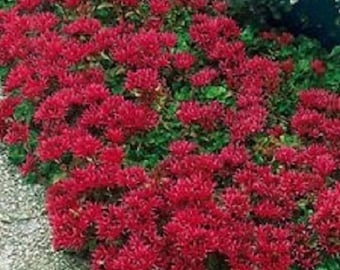 50+ Cherry Red Summer Glory Sedum / Perennial Flower Seeds / DEER RESISTANT