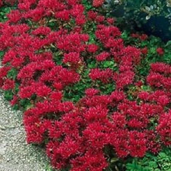 50 Cherry Red Summer Glory Sedum / Perennial Flower Seeds / | Etsy