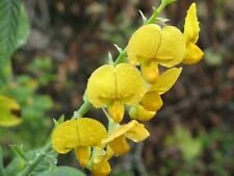 Fabaceae Rattlebox 30+ Arrowhead Rattlebox Flower Seeds / Self-seeding Annual / Drought ...