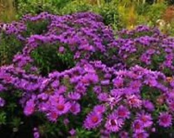 40+ Rosy Lilac New England Aster Flower Seeds / Self-Seeding Annual