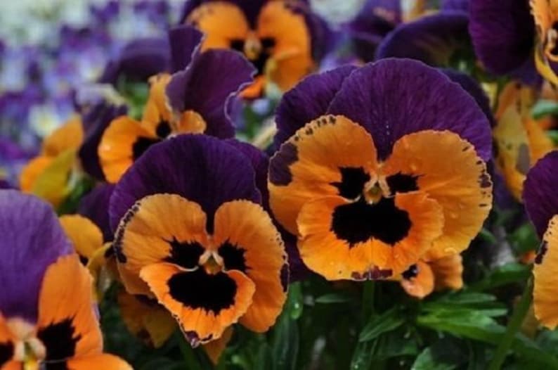 35 Poker Face Joker Pansy / Biennial Flower Seeds Etsy