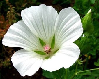 20+ White Malope Mallow Trifida / Early Spring Bloom Annual Flower Seeds