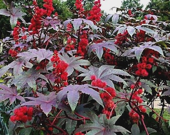 Peut inclure: Un ricin commun présentant de grandes feuilles palmées aux teintes pourpre foncé et bordeaux, agrémenté de grappes de fleurs rouges épineuses et de gousses vibrantes poussant sur des tiges épaisses et rougeâtres dans le feuillage dense.