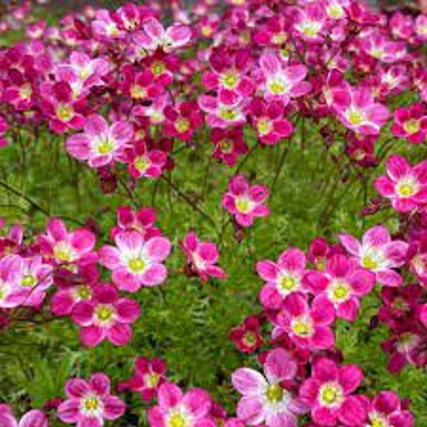 Más de 75 semillas de flores de saxifraga red cap / perennes de hoja perenne / regalo