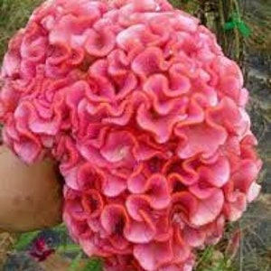 30+ rozeroze hanekamcelosia / zelfzaaiend eenjarig / bloemzaden.