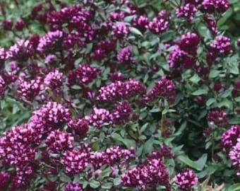 25+ semillas de orégano ornamental/flor