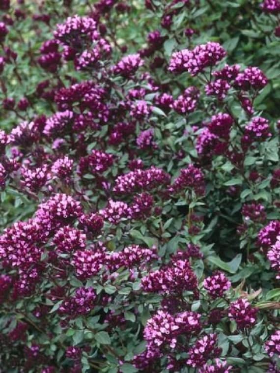 25 Ornamental Oregano / Flower Seeds Etsy