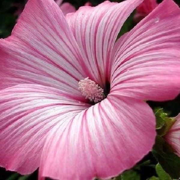 20+ Lavatera Silver Cup / Early Spring Bloom / Perennial Flower Seeds
