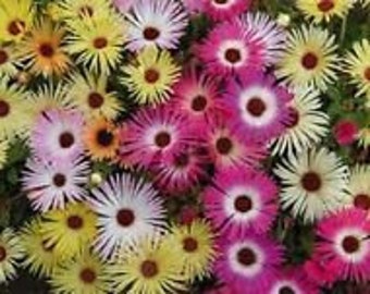 50+ Livingstone Daisy / Ice Plant / Perennial/ Sparkles Flower Seed Mix