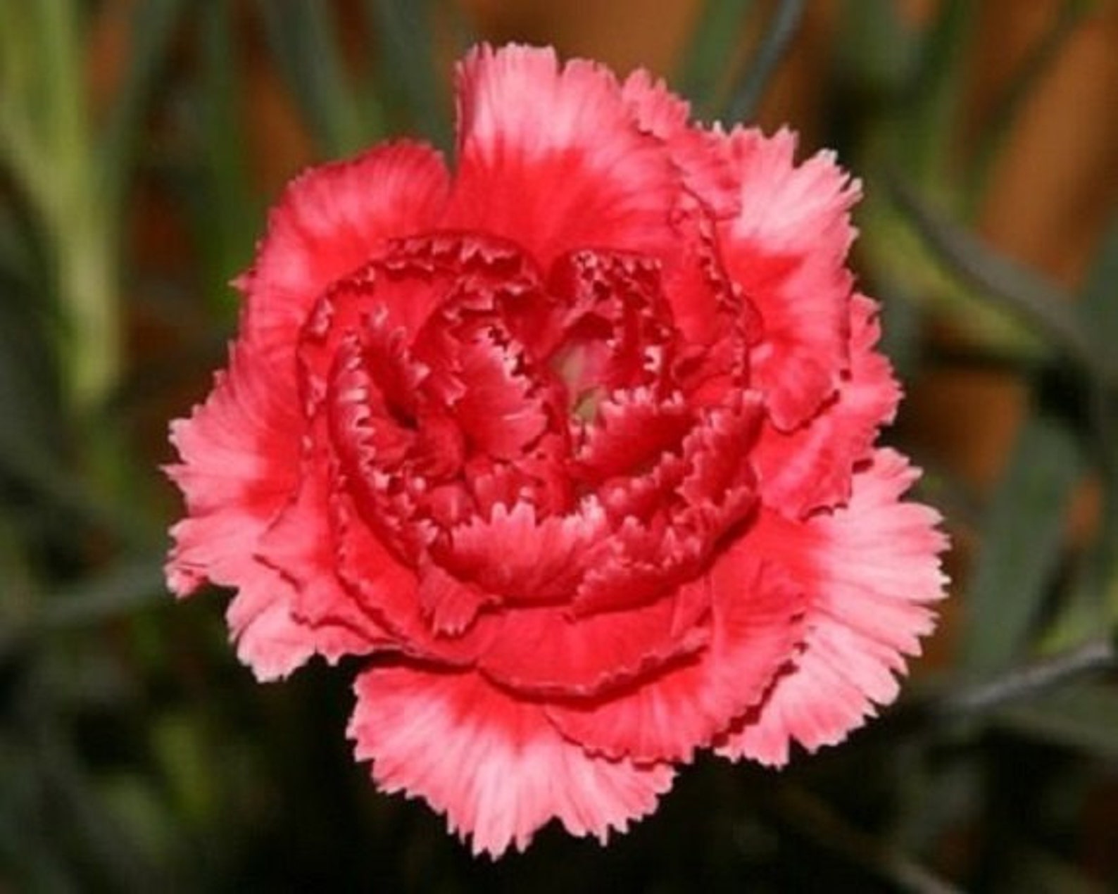 30 Rose Red Carnation / Perennial Flower Seeds Etsy