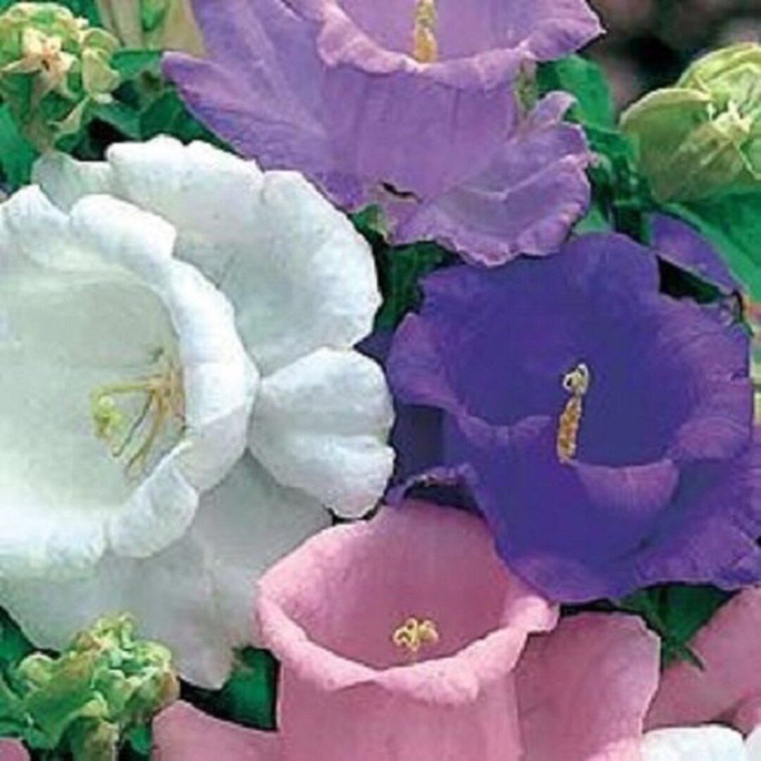 50pcs Canterbury Bells Seeds, MX Seeds Herloom Flower Campanula