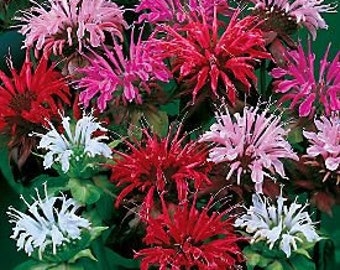 50 Monarda Bee Balm  Flower Seeds  / Perennial / Deer Resistant