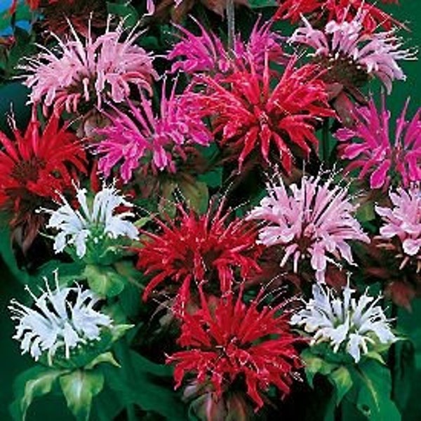 50 Semillas de flor de Bee Balm monarda / perennes / ciervos resistente