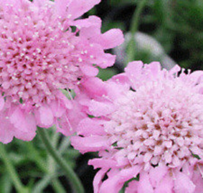 25 PINK DIAMONDS Scabiosa Pincushion Flower Seeds / Perennial Etsy