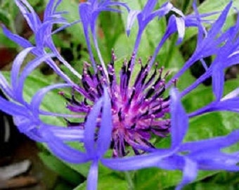 35+ Centaurea Montana Cornflower Batchlor's Button / Annual Flower Seeds