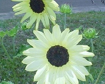 35+ Vanilla Ice Sunflower / Long-Lasting Annual Flower Seeds