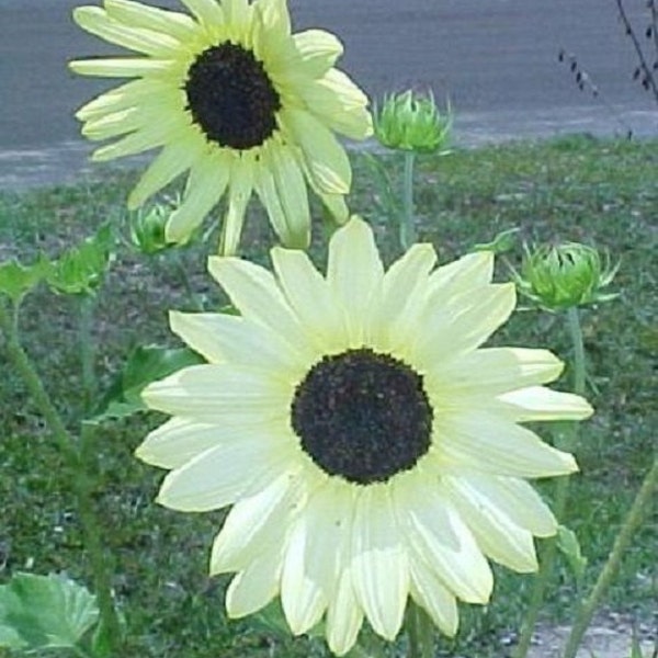 35+ Vanilla Ice Sunflower / Long-Lasting Annual Flower Seeds