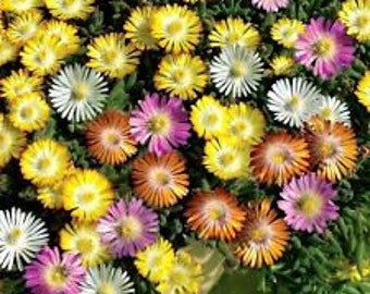 50+ Ice Plant Flower Seeds Mix / Perennial