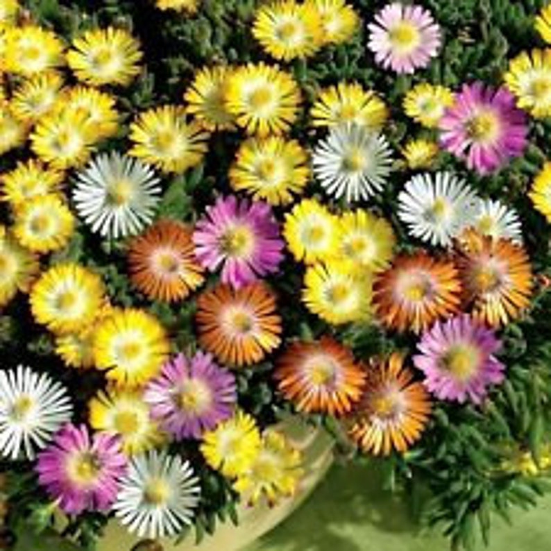 Más de 50 semillas de flores de plantas de hielo Mezcla / Perenne imagen 1
