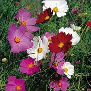 Puede incluir: Una imagen vibrante de flores de cosmos en plena floración. Las flores muestran una gama de colores, incluyendo rojo intenso, blanco brillante y varios tonos de rosa y púrpura. Cada flor tiene un centro amarillo, sobre un fondo de follaje verde.