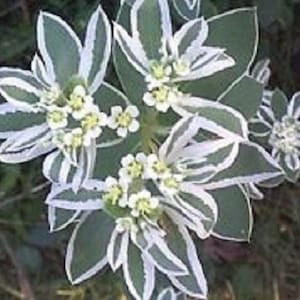 30+ Snow on the Mountain Euphorbia / Perennial Flower Seeds
