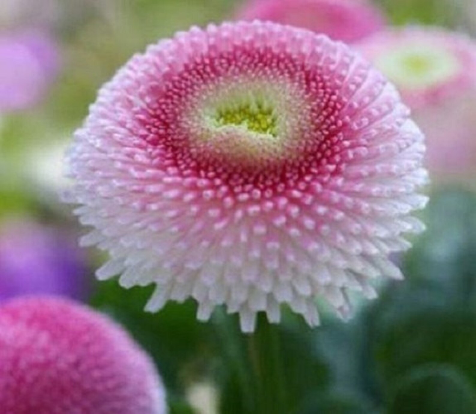 50 Bellis English Daisy Strawberries and Cream / Perennial / Etsy