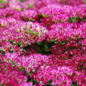 50+ Sedum Emperor's Wave Perennial Flower Seeds / Carmine Color