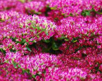 50+ Sedum Emperor's Wave Perennial Flower Seeds / Carmine Color