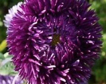 30+ Violet Aster Callistephus Flower Seeds / Tall / Self-Seeding Annual