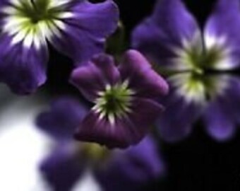 60+ Rare Indigo Forget-Me-Not Flower Seeds / Perennial