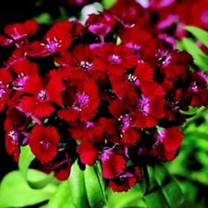 40+ Sweet William Dianthus Barbarini Red / Wieloletnie nasiona kwiatów