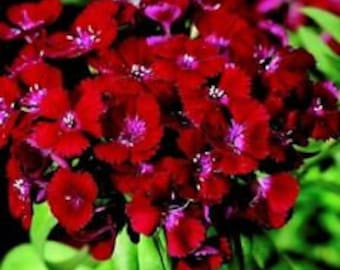40+ Sweet William Dianthus Barbarini Red / Perennial Flower Seeds