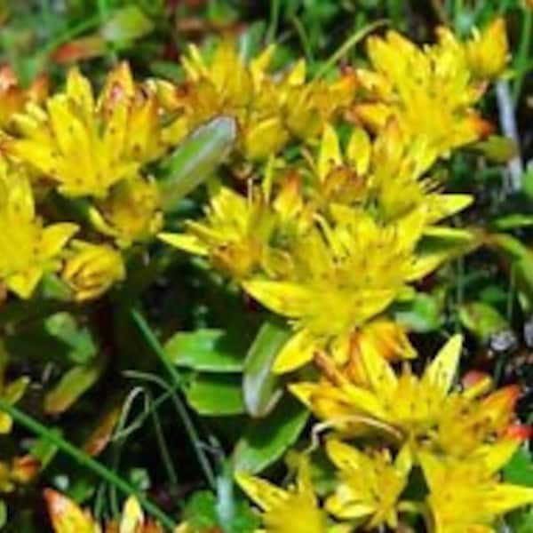 50+ SEDUM CZAR'S GOLD Perennial Flower Seeds / Rabbit Resistant / Ground Cover