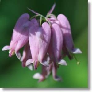 May include: A cluster of pink bleeding heart flowers with delicate petals and a heart-shaped bloom.